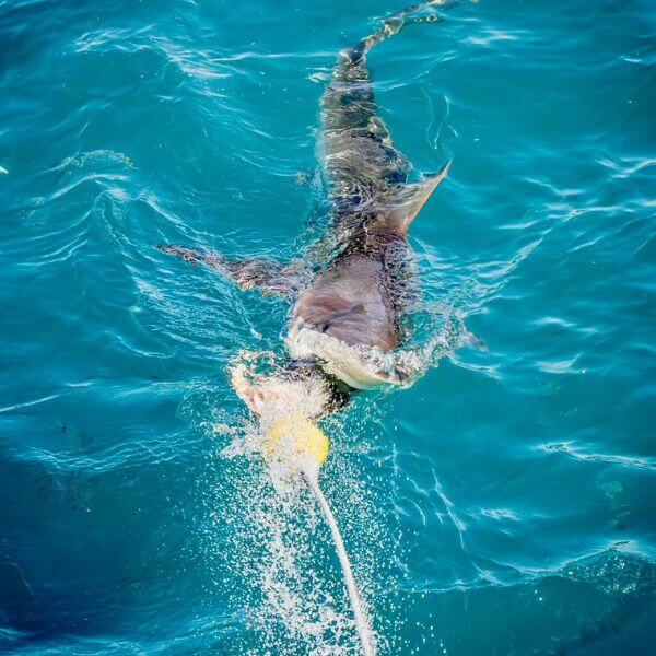 Shark diving Gansbaai 1