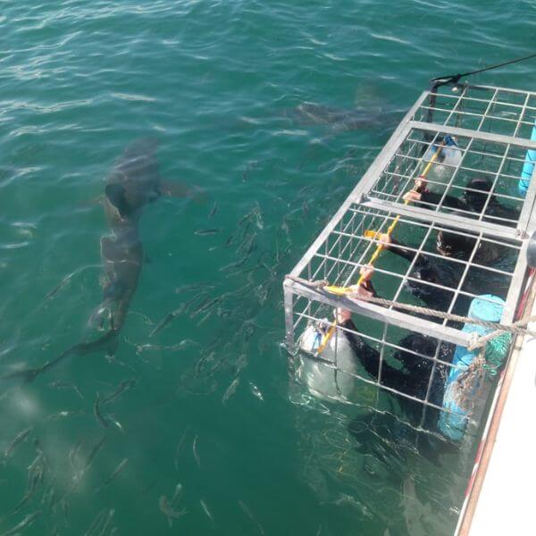 Gansbaai shark diving 15