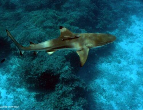 Oceanic Blacktip Shark