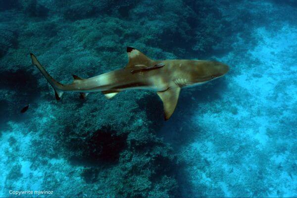 Oceanic Blacktip Shark On Reef