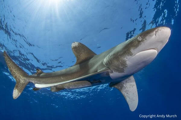 Oceanic Whitetip 2