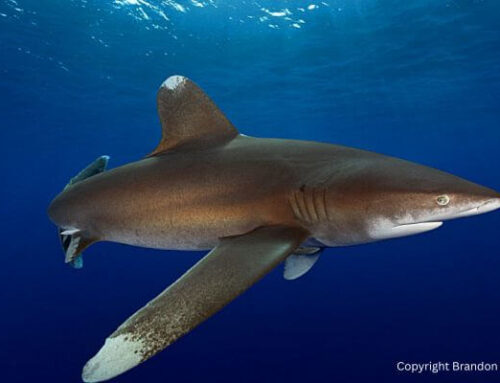 Oceanic Whitetip Shark