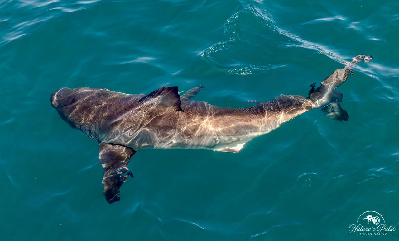 Copper Shark