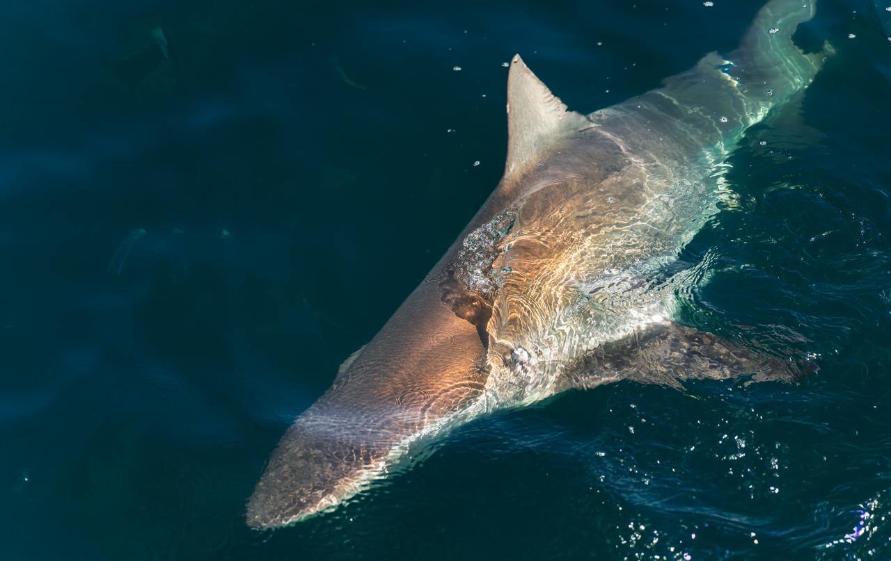 Copper Shark
