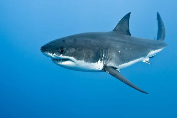 great white shark body great white shark body