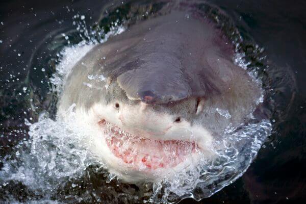 great white shark teeth great white shark teeth