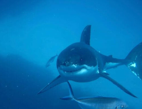 Great White Shark