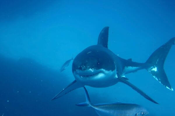 great white shark swimming