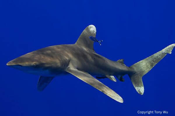 Oceanic Whitetip 3