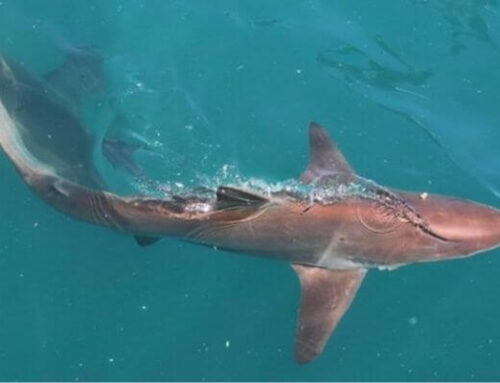 Copper Shark