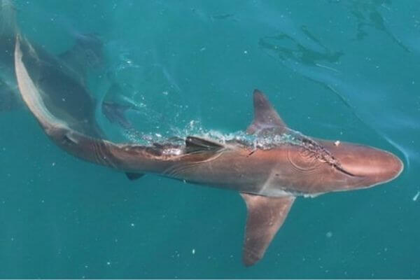 Copper Shark Strolling