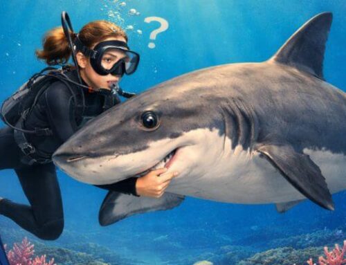 Are Sharks Ticklish?